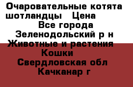 Очаровательные котята шотландцы › Цена ­ 2 000 - Все города, Зеленодольский р-н Животные и растения » Кошки   . Свердловская обл.,Качканар г.